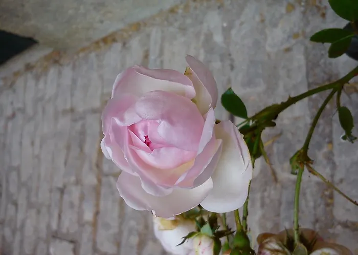 Daire Hainich-ferienhof Kammerforst